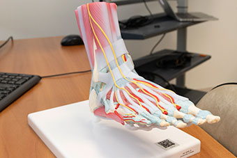 A foot - equipment used in podiatry class