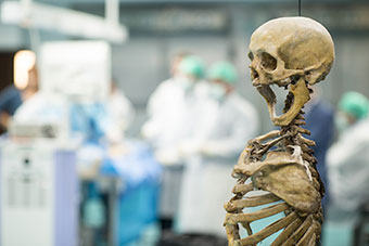 A skeleton in a laboratory