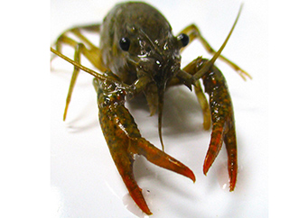 Crayfish
