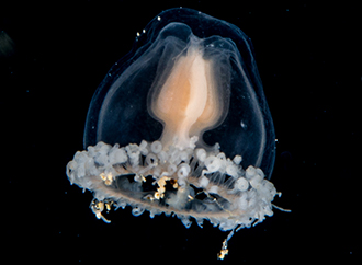 Oceania armata