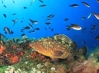 Marine species biodiversity