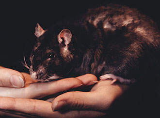 Rat on human hand