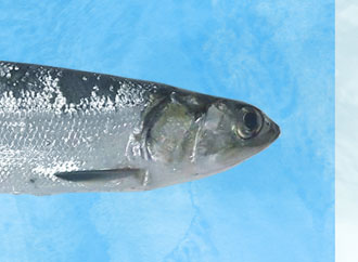 Deidun fish