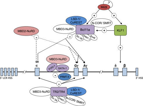 genetics mechanism
