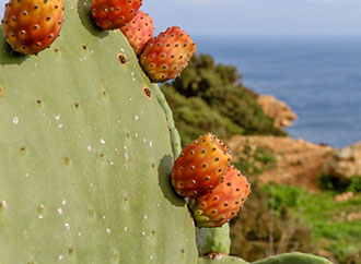 Mediterranean is the fountain of youth