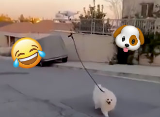 Dog Drone
