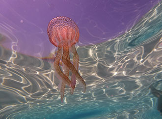 Pelagia noctiluca