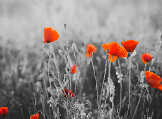Poppies