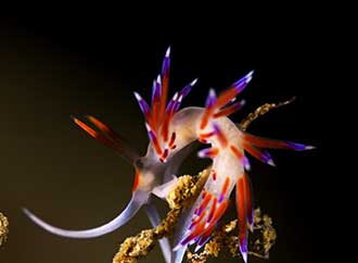 Life in underwater Comino