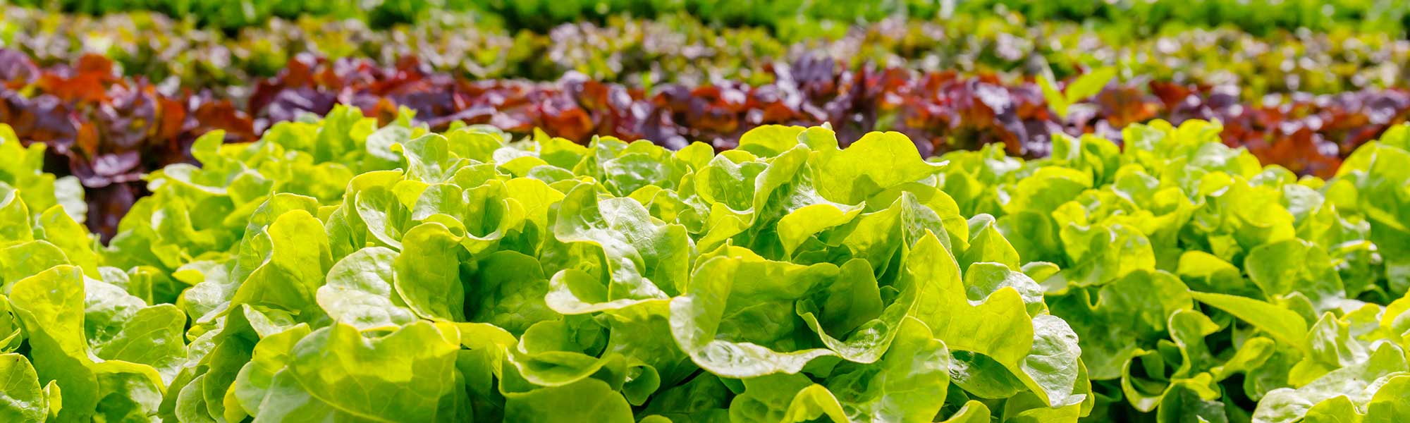 DiTec LUniversità ta' Malta