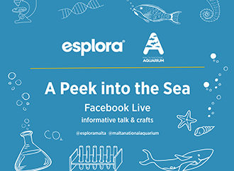 Poster - Peek in the sea