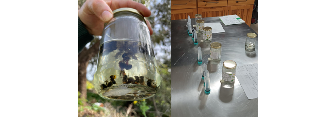bees