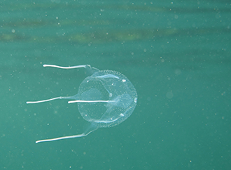 Box jellyfish populations within yacht marinas - Newspoint - University ...