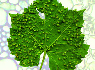 Leaf