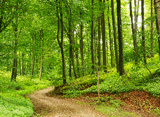 trees