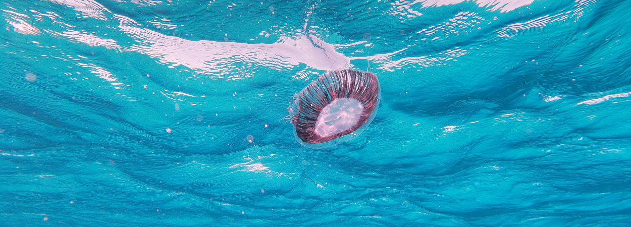 jellyfish jellyfish
