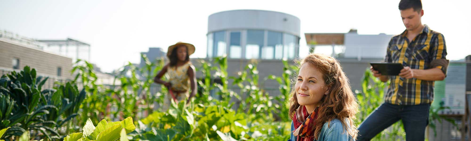 Friendly team harvesting fresh vegetables from the rooftop greenhouse garden and planning harvest season on a digital tablet