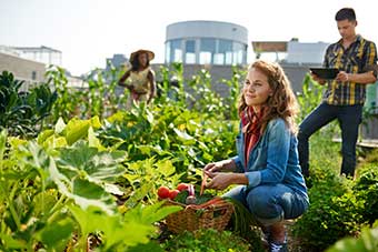 Friendly team harvesting fresh vegetables from the rooftop greenhouse garden and planning harvest season on a digital tablet