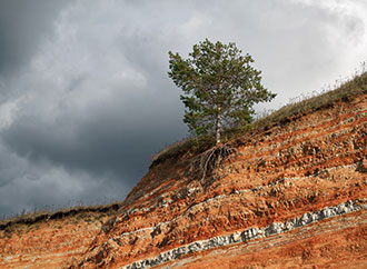 Tree with exposed roots