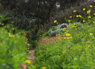 local flora and fauna