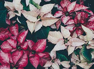 Poinsettias