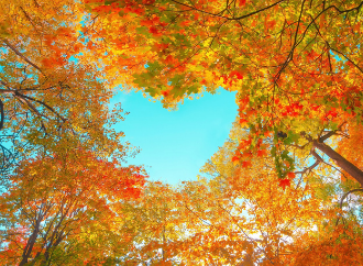 mindfulness kindness