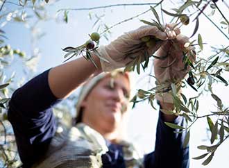 Woman is picking olives