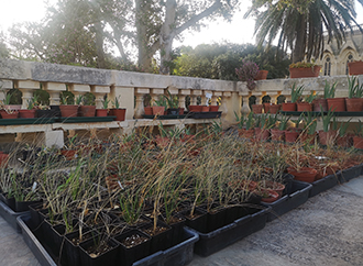 Endemic plants at the Argotti Botanic Gardens and Resource Centre