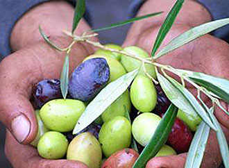 Olive Picking
