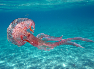 new jellyfish species