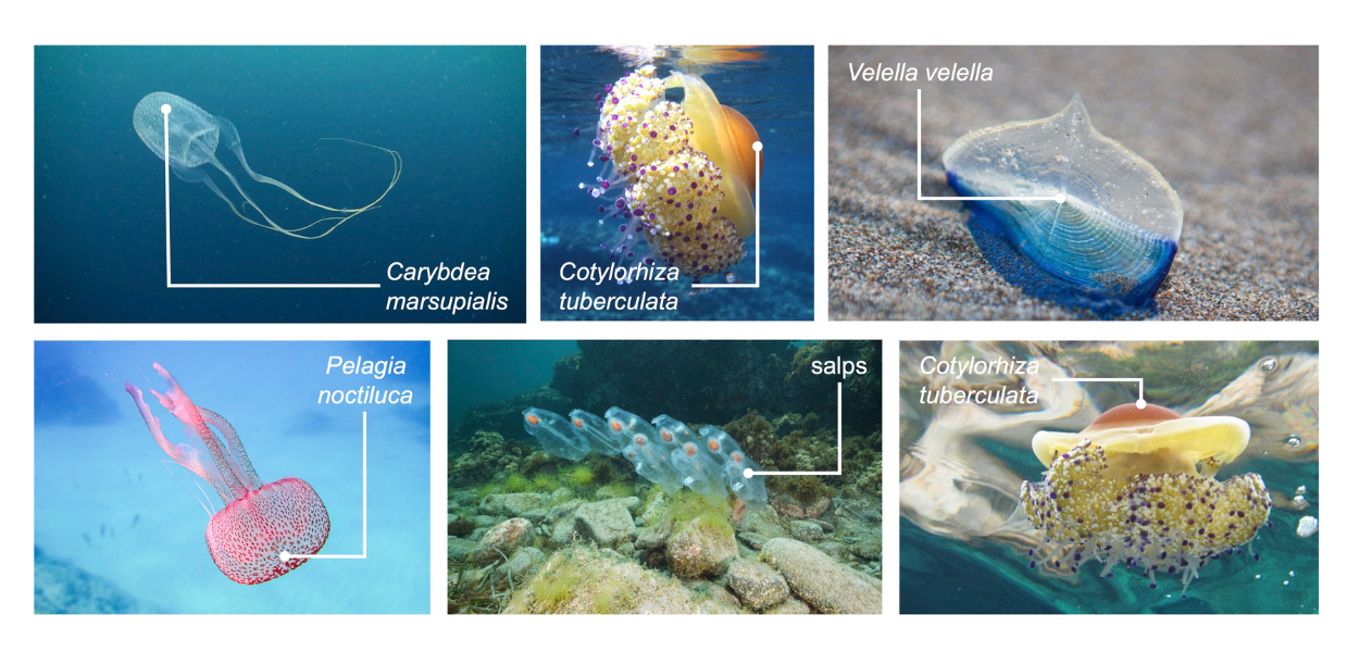 jellyfish species malta