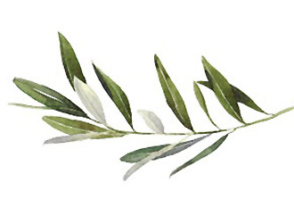 olive branch