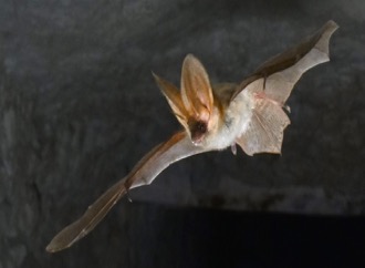 flying bat