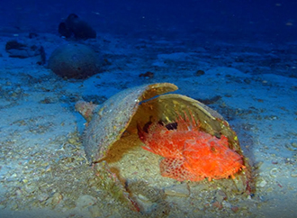 Phoenician Amphora