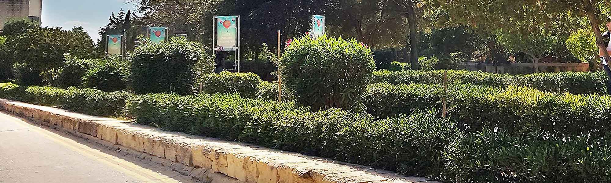 Trimmed grass hedges and shrubs on campus