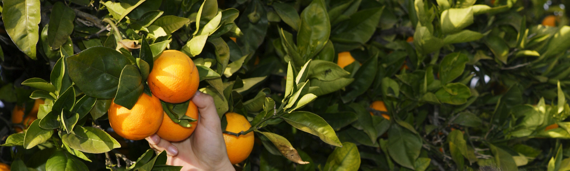 Orange tree