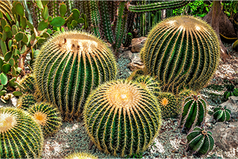 barrel cactus