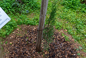 Tree sampling and plaque at the Msida Campus