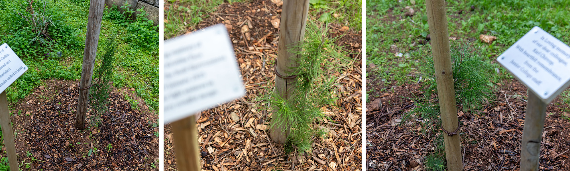 Photos of tree saplings planted at the Msida Campus in honour of former members of staff