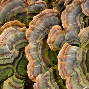 Turkey tail mushroom