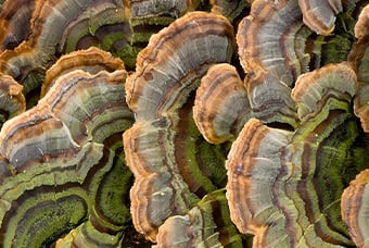 Turkey tail mushroom