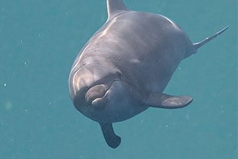 Photo of a Dolphin