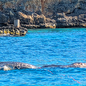 dead sperm whale