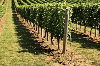 Vineyard