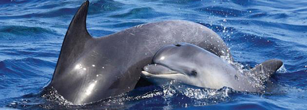 Two dolphins in the sea