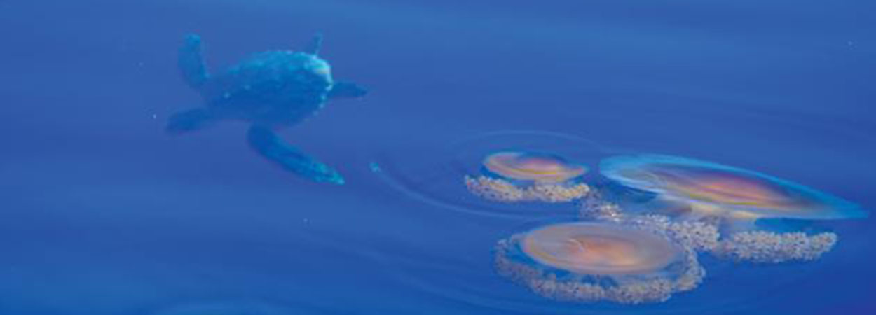 Living creatures in the sea