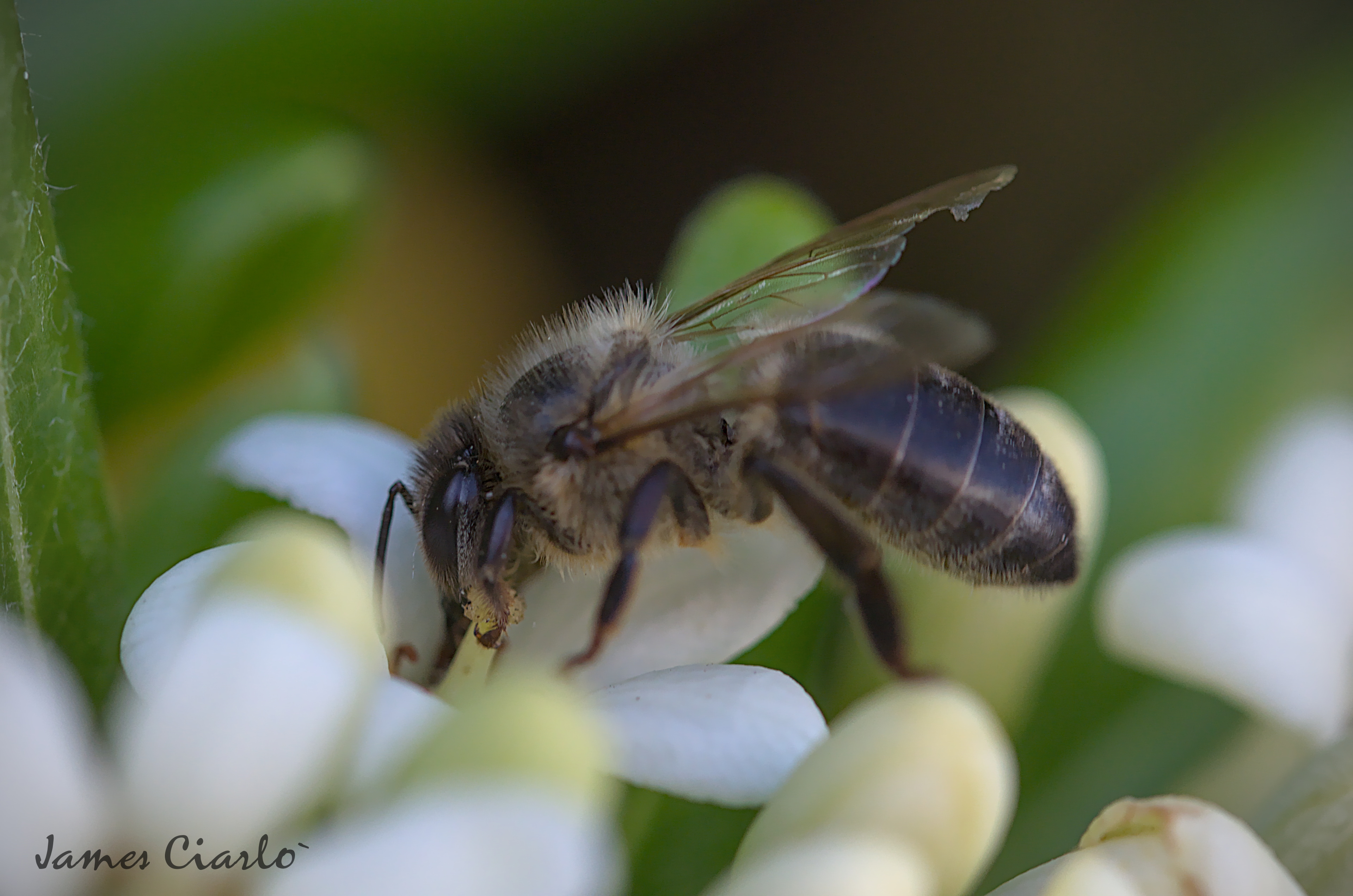 apis mellifera sicula