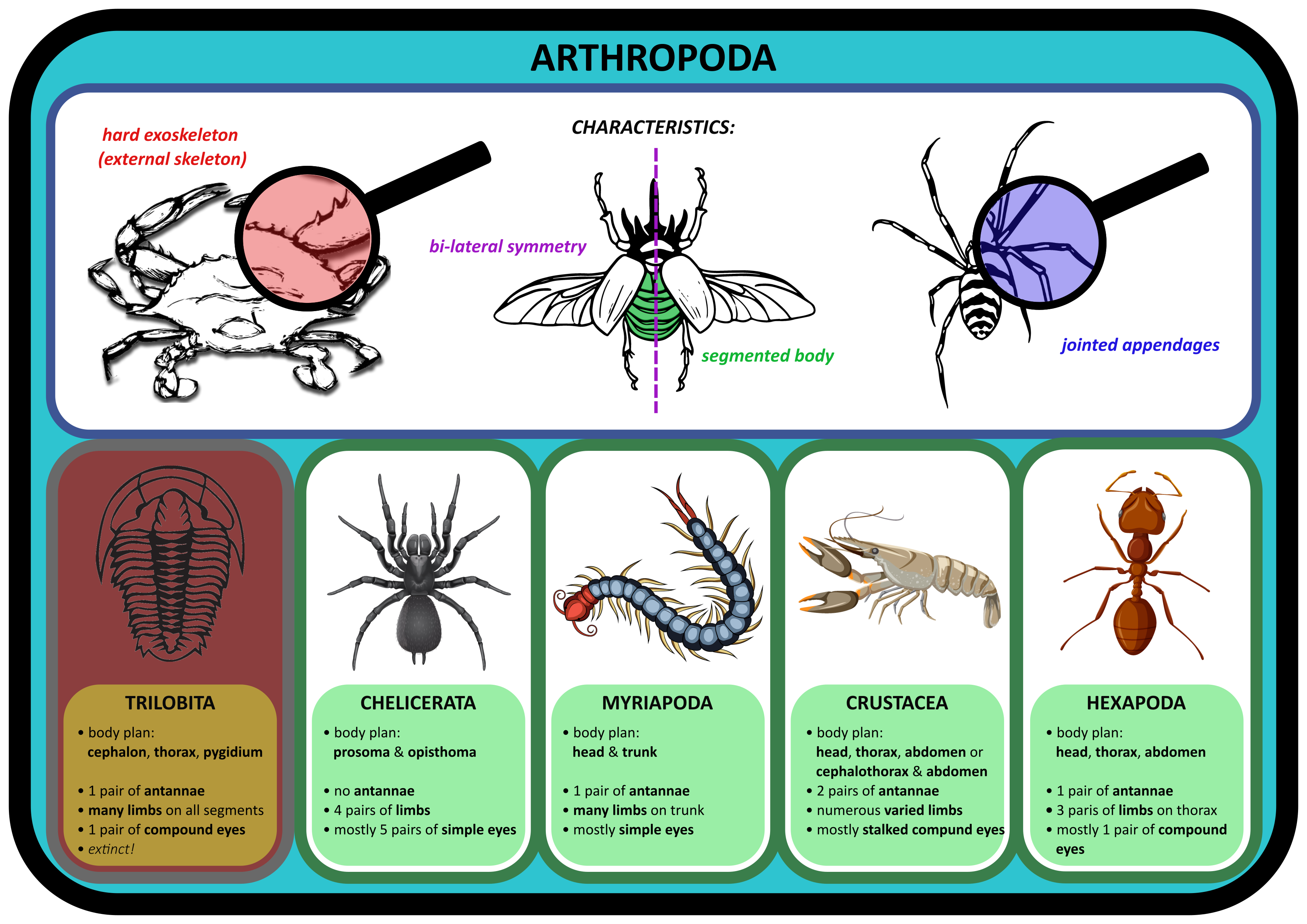 what are arthropods