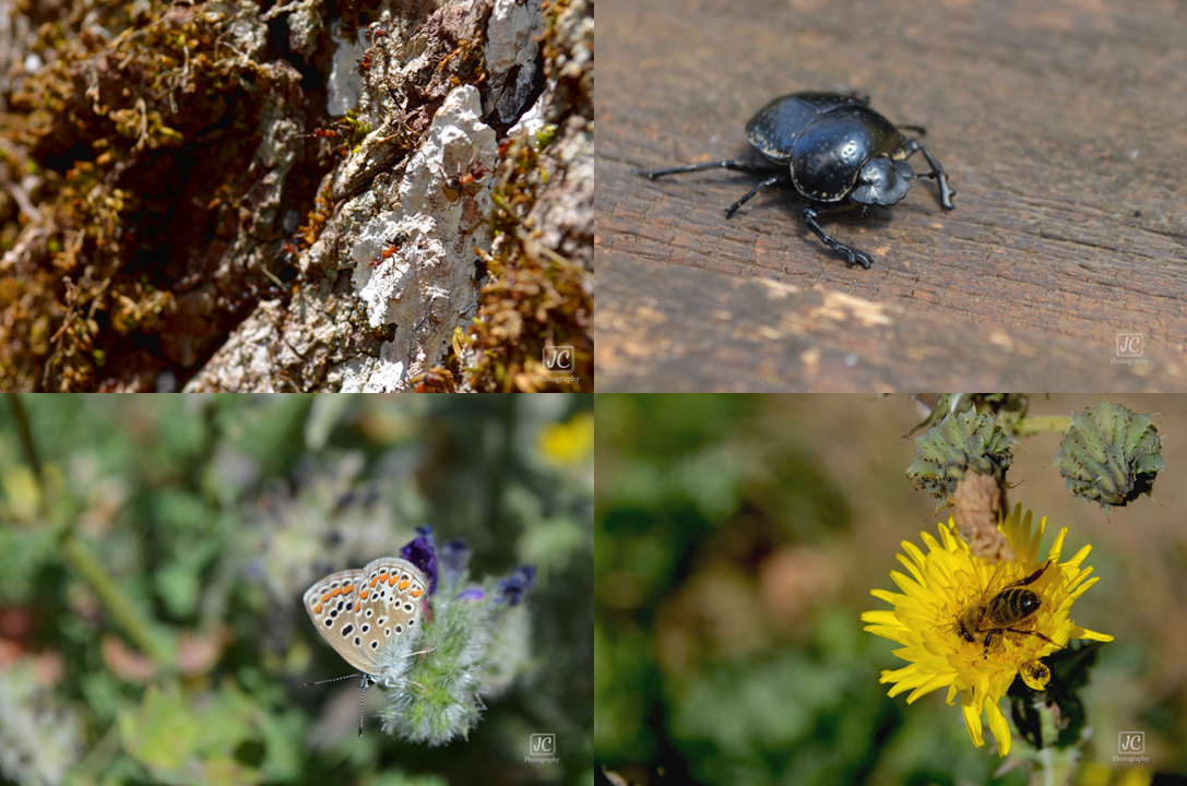 Lampedusa images panel