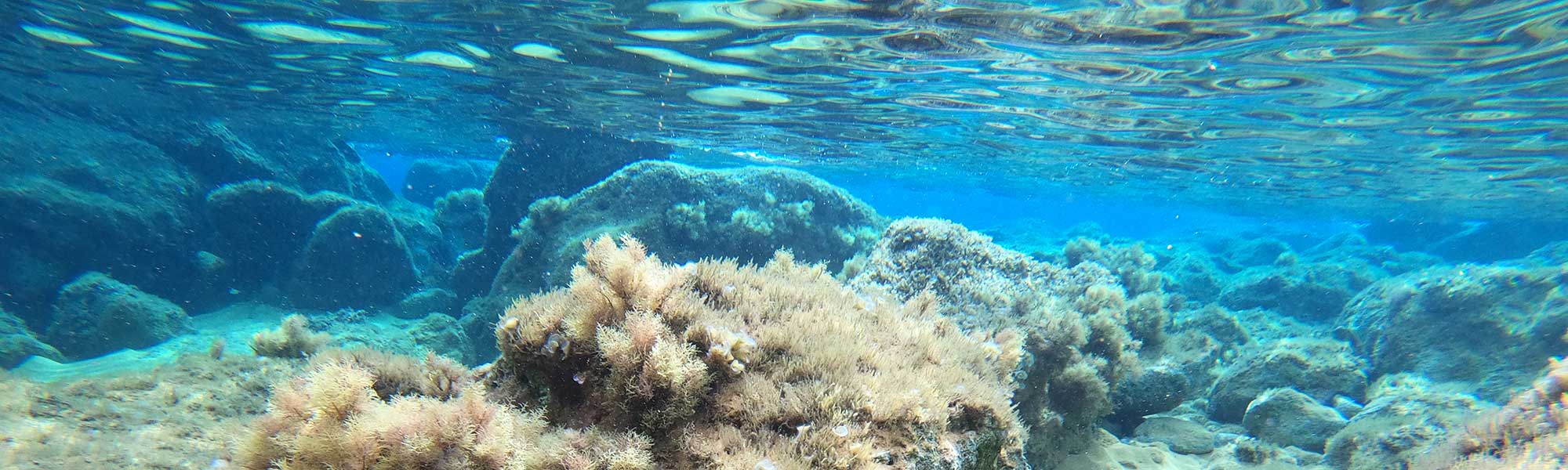 Seabed showing sea weed and sea surface from under water